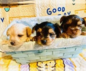 Yorkshire Terrier Puppy for Sale in FRESNO, California USA