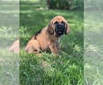 Small Photo #2 Bloodhound-Mastiff Mix Puppy For Sale in COLCORD, OK, USA