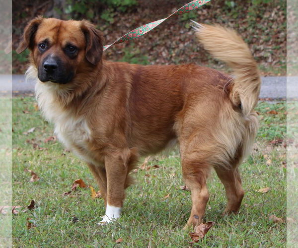 Medium Photo #2 Mutt Puppy For Sale in Prattville, AL, USA