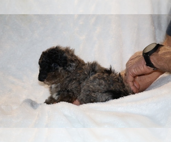 Medium Photo #9 ShihPoo Puppy For Sale in DYERSBURG, TN, USA