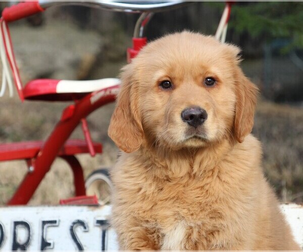 Medium Photo #10 Golden Retriever Puppy For Sale in JONES, MI, USA