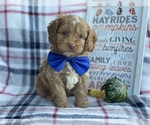 Small Photo #2 Cocker Spaniel-Poodle (Miniature) Mix Puppy For Sale in CEDAR LANE, PA, USA