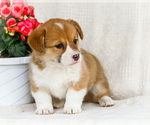 Small Photo #16 Pembroke Welsh Corgi Puppy For Sale in WAKARUSA, IN, USA