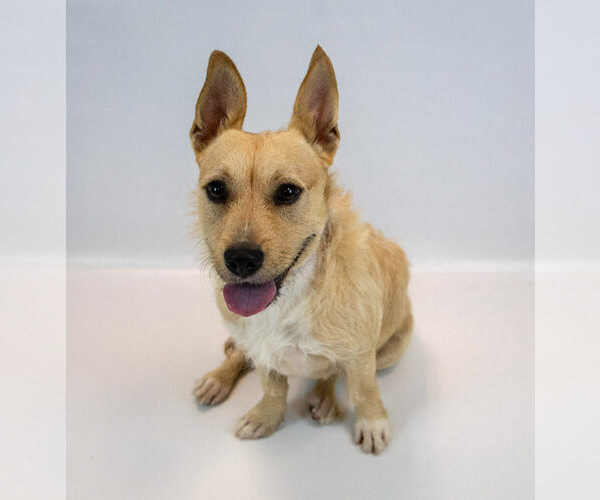 Medium Photo #3 Pembroke Welsh Corgi-Unknown Mix Puppy For Sale in Kennesaw, GA, USA