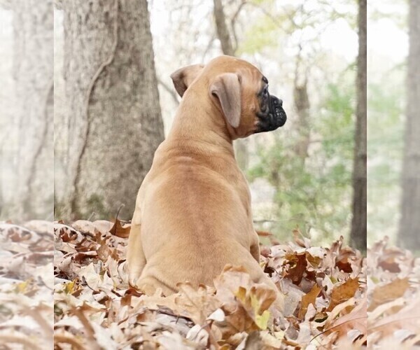 Medium Photo #4 Boxer Puppy For Sale in WARSAW, IN, USA