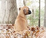 Small Photo #4 Boxer Puppy For Sale in WARSAW, IN, USA