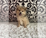 Small Photo #5 Pomeranian Puppy For Sale in MARTINSVILLE, IN, USA