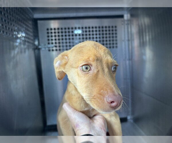 Medium Photo #1 Mutt Puppy For Sale in Oklahoma City, OK, USA