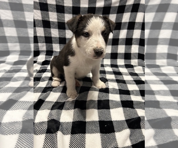 Full screen Photo #1 Border Collie Puppy For Sale in BLAKESBURG, IA, USA