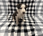 Small Photo #1 Border Collie Puppy For Sale in BLAKESBURG, IA, USA