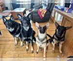 Small #4 German Shepherd Dog