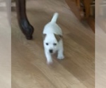 Small Photo #5 Jack Russell Terrier Puppy For Sale in DAWSONVILLE, GA, USA