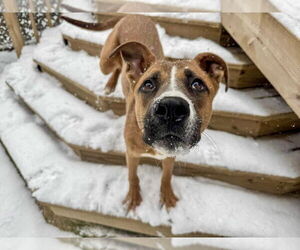 Duck - Male Boxador Dog for Adoption - Photo #2
