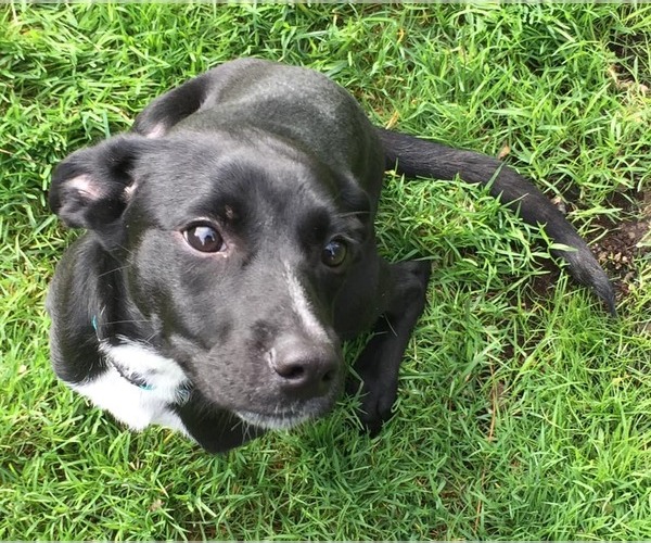 Medium Photo #5 Labrador Retriever-Unknown Mix Puppy For Sale in Woodbury, NY, USA