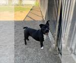 Small #1 Pug Mix