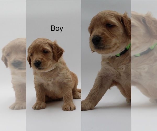 Medium Photo #3 Goldendoodle Puppy For Sale in SACRAMENTO, CA, USA