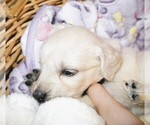Puppy Royce English Cream Golden Retriever