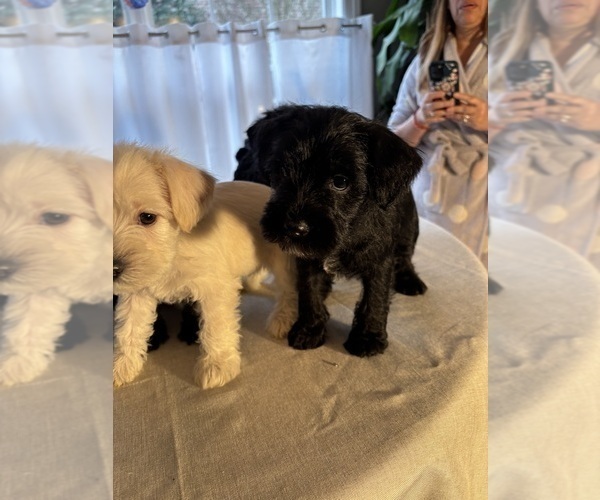 Medium Photo #18 Schnauzer (Miniature) Puppy For Sale in MURFREESBORO, TN, USA