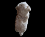 Small Photo #5 Maltipoo Puppy For Sale in SAN DIEGO, CA, USA