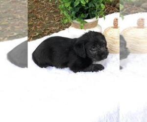 Miniature Labradoodle Puppy for sale in FREDERICKSBG, OH, USA