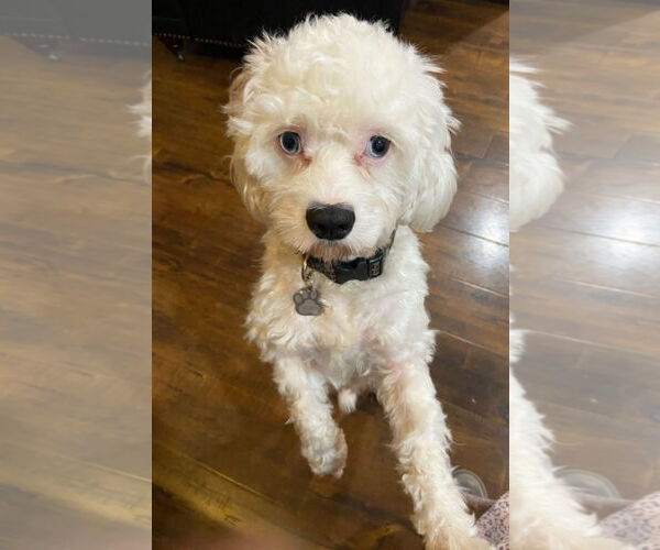 Medium Photo #1 Maltese-Unknown Mix Puppy For Sale in Escondido, CA, USA