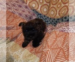 Small #1 Cairn Terrier