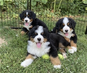 Bernese Mountain Dog Litter for sale in PESHASTIN, WA, USA