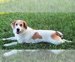 Small #11 Basset Hound-Great Pyrenees Mix