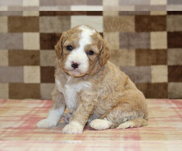 Medium Photo #2 Bernedoodle (Miniature)-Cavapoo (Miniature) Mix Puppy For Sale in DENVER, PA, USA