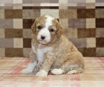Small #1 Bernedoodle (Miniature)-Cavapoo (Miniature) Mix