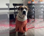 Small #1 American Staffordshire Terrier-Great Pyrenees Mix