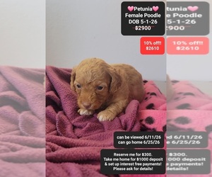 Poodle (Toy) Puppy for sale in TUCSON, AZ, USA