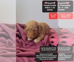 Image preview for Ad Listing. Nickname: Petunia