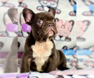 French Bulldog Puppy for sale in OJAI, CA, USA