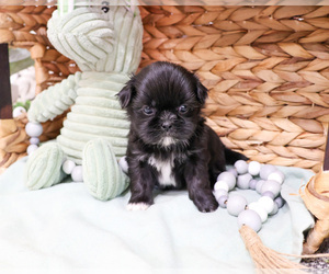 Shih Tzu Puppy for sale in SYRACUSE, IN, USA