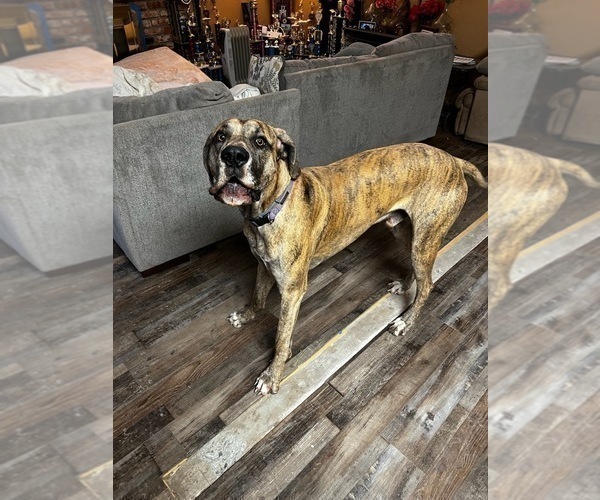 Medium Photo #1 Great Dane Puppy For Sale in PITTSBURG, CA, USA