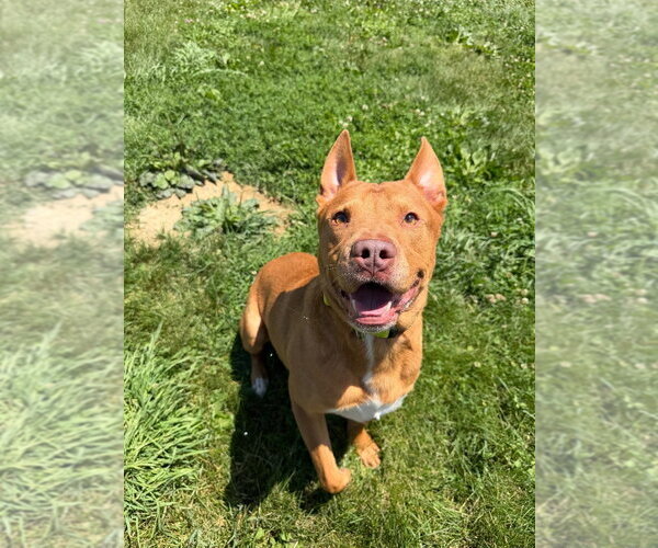Medium Photo #3 American Staffordshire Terrier-Unknown Mix Puppy For Sale in Pierceton , IN, USA