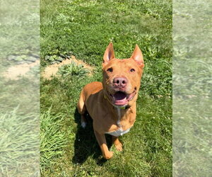 Maxwell - Male American Staffordshire Terrier-Unknown Mix Dog for Adoption - Photo #3