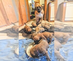 Mastiff Puppy for sale in HOLLAND, OH, USA