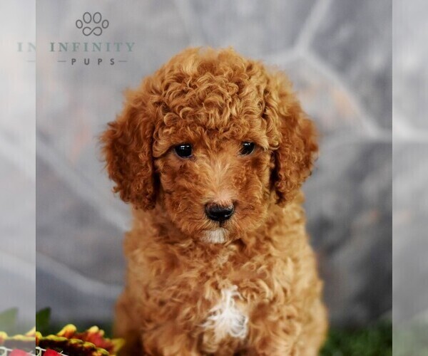 Medium Photo #1 Poodle (Miniature) Puppy For Sale in MILL HALL, PA, USA
