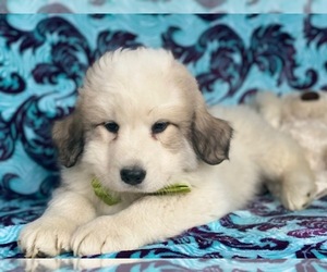 Great Pyrenees Puppy for sale in LANCASTER, PA, USA