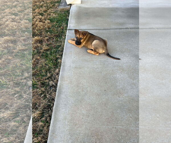 Medium Photo #2 Unknown-Welsh Corgi Mix Puppy For Sale in Kannapolis, NC, USA