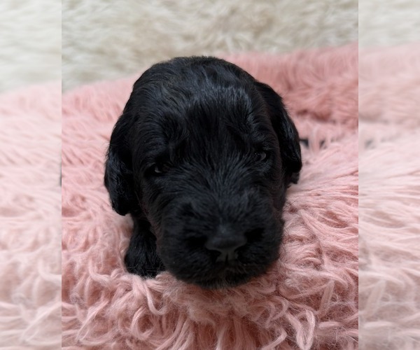 Medium Photo #28 Goldendoodle Puppy For Sale in PIERSON, FL, USA