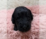 Small Photo #28 Goldendoodle Puppy For Sale in PIERSON, FL, USA