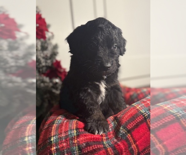 Medium Photo #2 Aussiedoodle Miniature  Puppy For Sale in MENIFEE, CA, USA