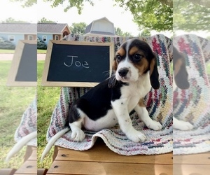 Beaglier Puppy for sale in GRABILL, IN, USA