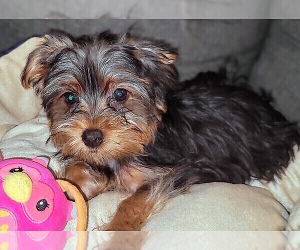 Medium Photo #3 Yorkshire Terrier Puppy For Sale in AKRON, OH, USA