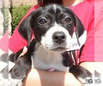 Small #5 Labrador Retriever Mix