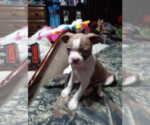 Boston Terrier Puppy for sale in SEVIERVILLE, TN, USA