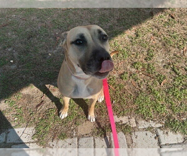 Medium Photo #2 Black Mouth Cur Puppy For Sale in Ocala, FL, USA